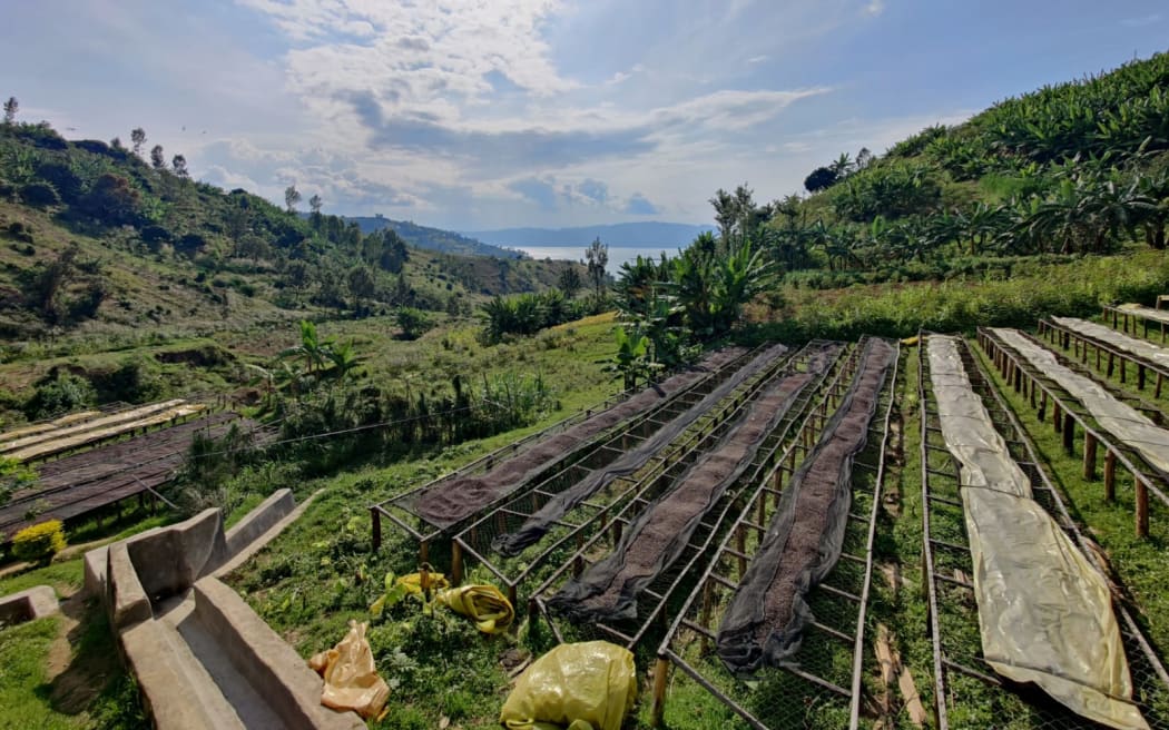Natural Process Coffee Sun Dried on African Beds, Kilimbi Coffee Station, Lake Kivu, Rwanda