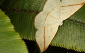 Orthoclydon pseudostinaria