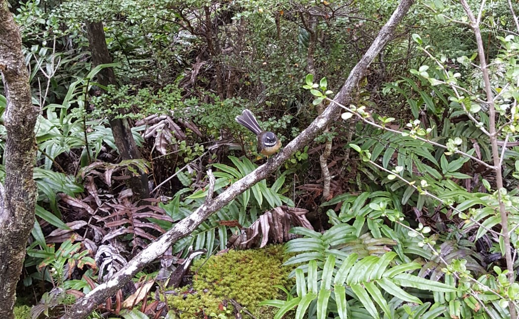 Native birds such as fantails (pictured), bellbirds and kaka are thriving on Coal Island, which is free of introduced pests.