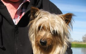 Sydney Silky Jackie:owned by Murray Arnt