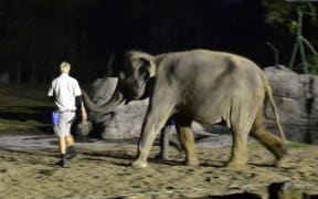 Anjalee the elephant arriving at Auckland zoo.