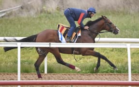 A handout photo taken and released on November 2, 2020 by Racing Photos shows Irish horse Anthony Van Dyck galloping at Werribee Racecourse on November 2, 2020, ahead of the Melbourne Cup horse race to be run November 3.