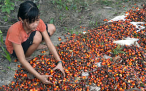 This picture taken on September 16, 2015 shows 13-year-old Indonesian girl Asnimawati working at a palm oil plantation area in Pelalawan, Riau province in Indonesia's Sumatra island.