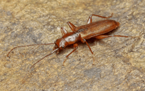 Herbivorous alpine beetle