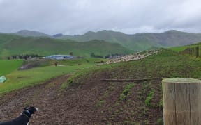 A farmdog keeps an eye on a flock of sheep on a Taihape farm