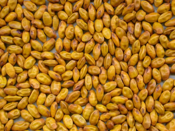 Kowhai seeds