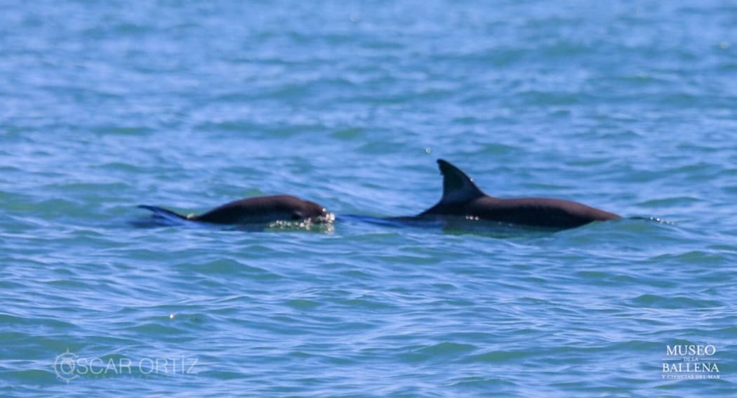 81017295. México, 17 Oct 2018 (Notimex-Museo de la Ballena).- Expertos del Museo de la Ballena, de la UNAM, en colaboración con especialistas extranjeros, lograron avistar y documentar con fotografía y video a tres grupos de vaquitas marinas en el Golfo de California.