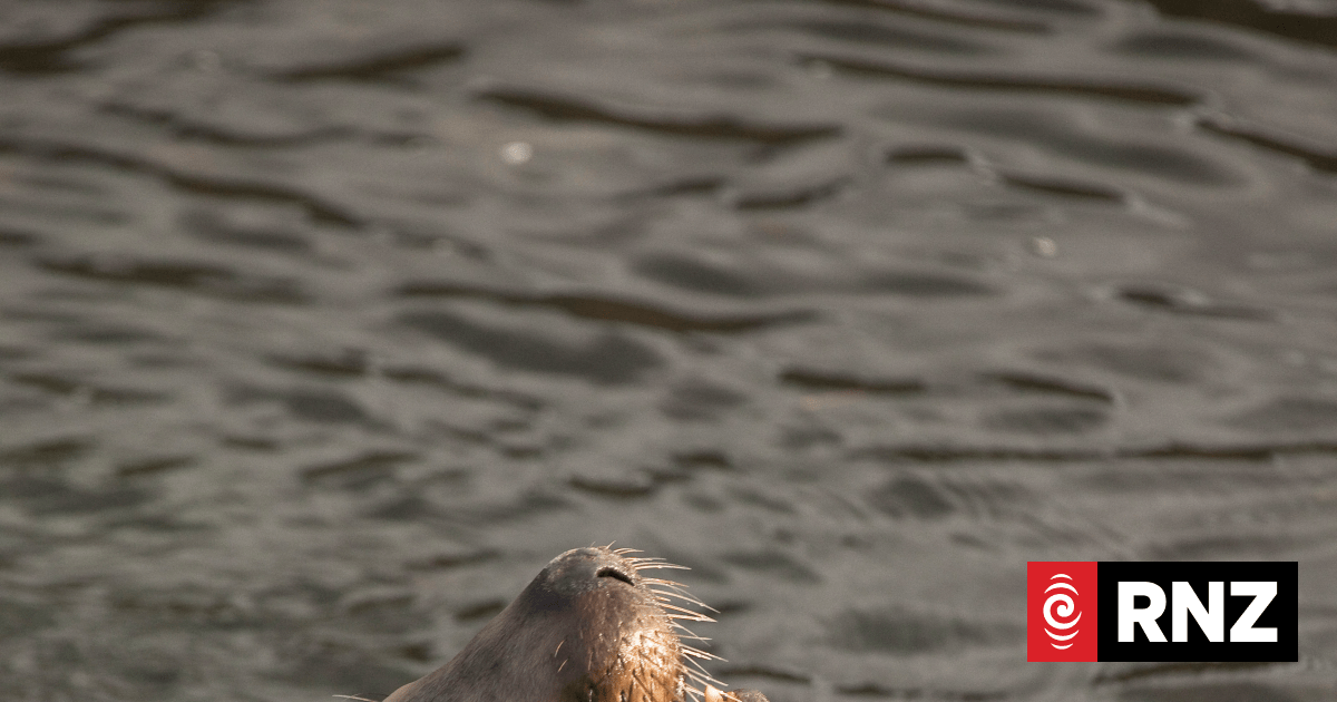Person taken to hospital after sea lion bite on Dunedin's Brighton beach
