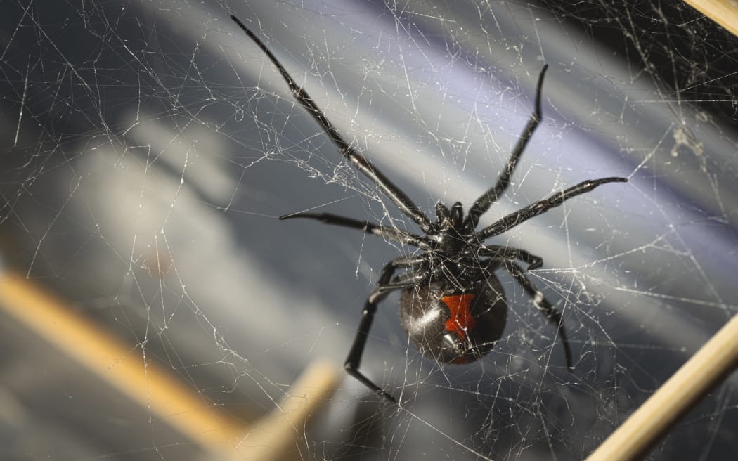 A large black spider with a red stripe on its abdomen.
