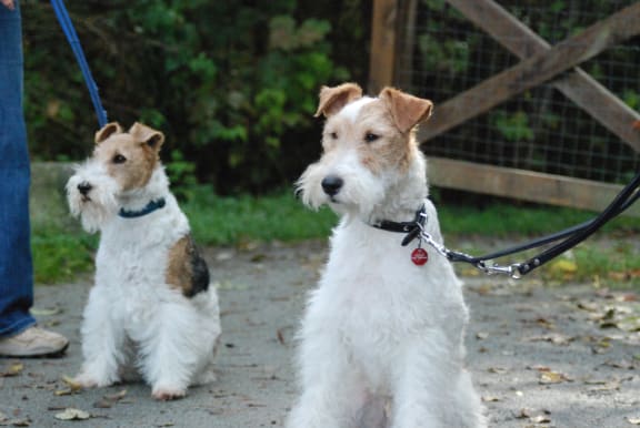 Two fox terriers