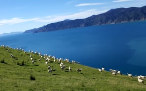Pepin Island