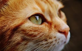 ginger cat