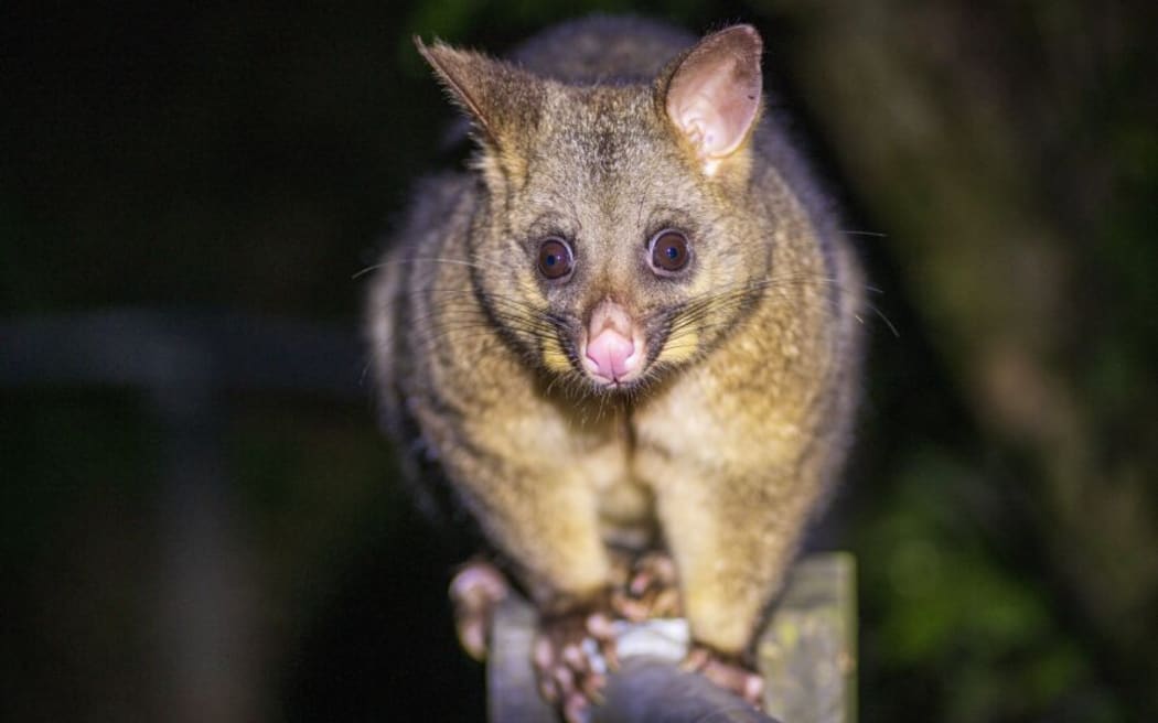 A Greater Wellington Regional Council report says the council is aware of a small number of people keeping possums at home as pets.