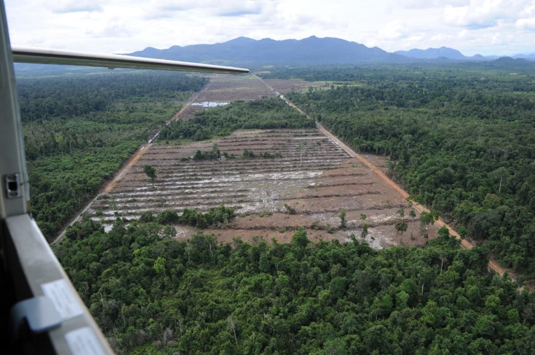 An aerial photograph shows a forest cleared to dig canal channels in a huge palm oil concession area in Ketapang district in West Kalimantan.