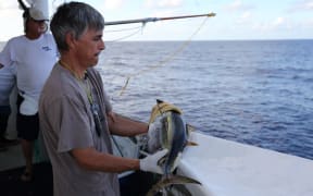 A bigeye tuna implanted with an archival tag ready to be released.