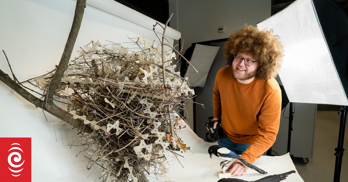 The perfect revenge'? Birds are building fortresses from anti-bird spikes