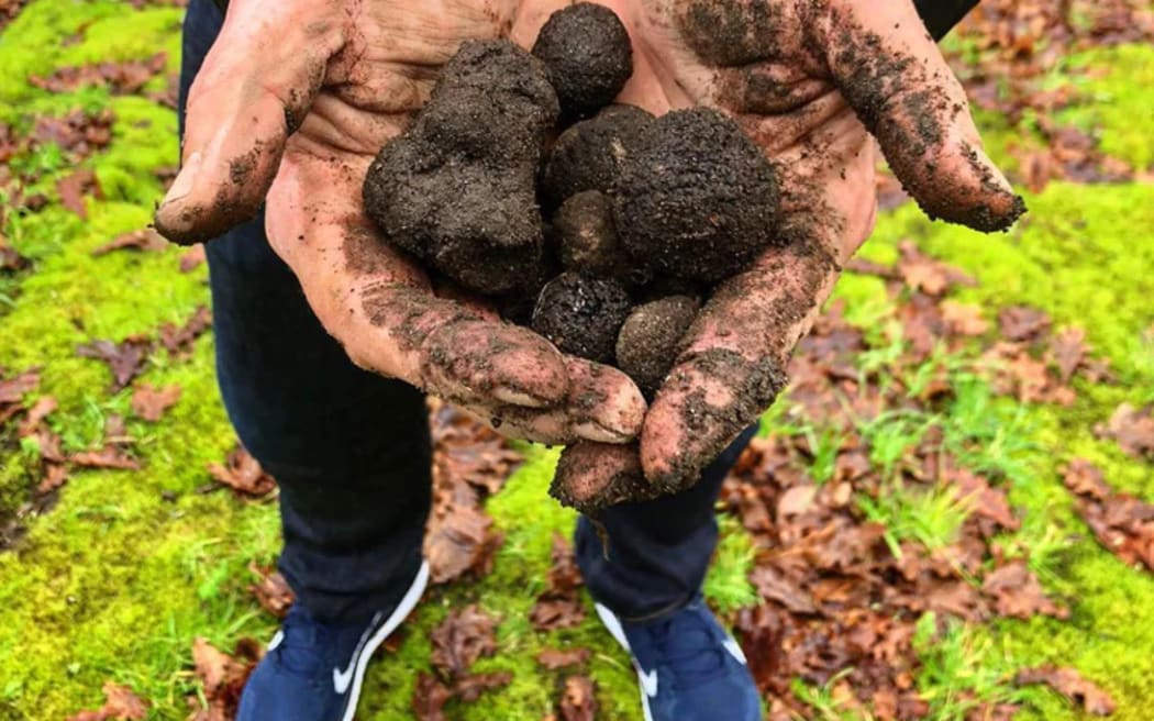 Black Diamond truffles