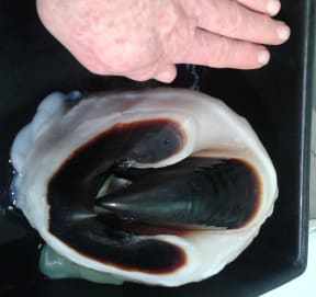 The dark beak of the colossal squid, which looks just like an enormous bird beak, is larger than the hand photographed alongside it for scale.