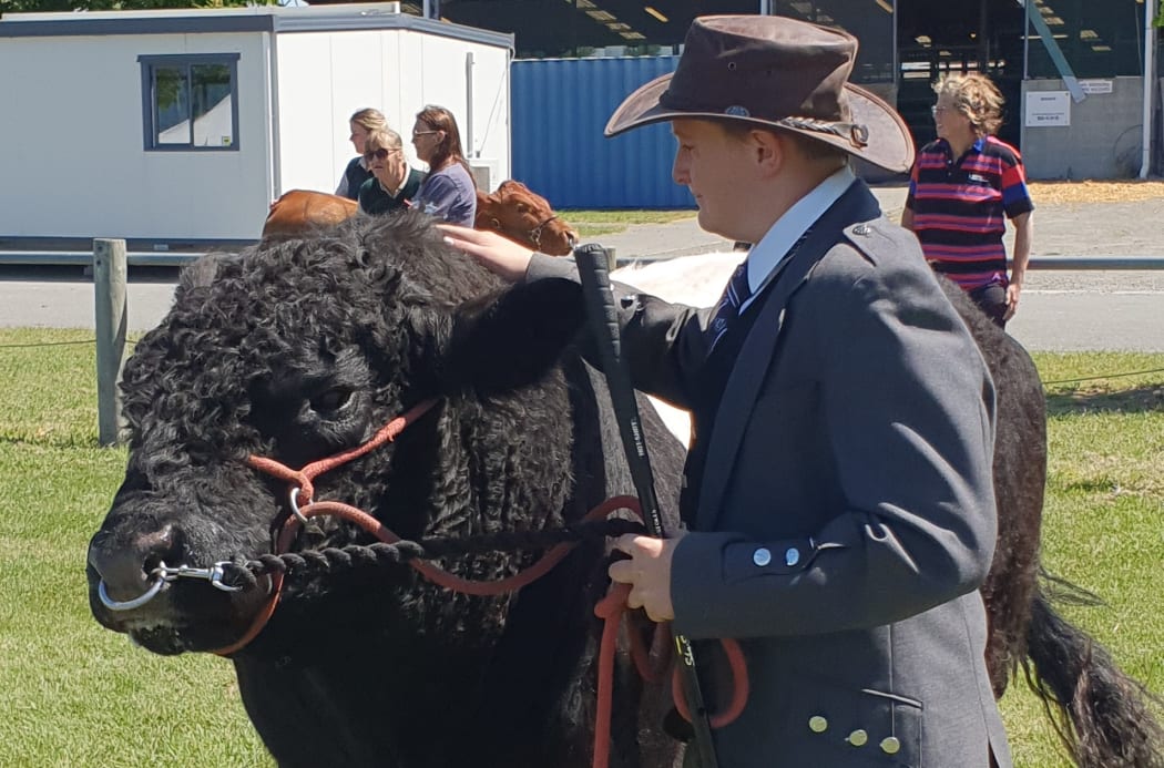 Marshall Stokes with a cow from his belted galloway stud