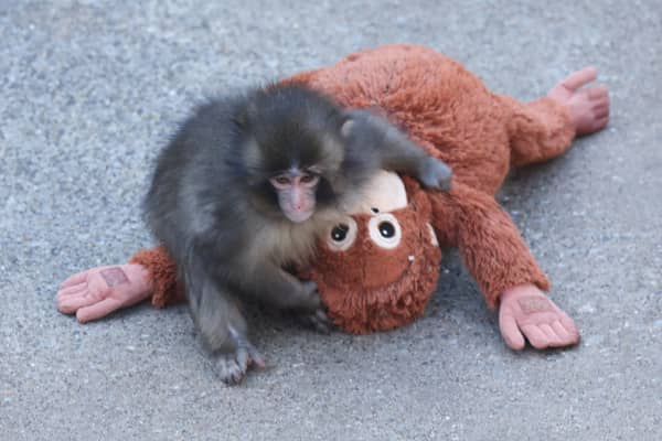 This photo taken on February 19, 2026 shows a 7 month-old male macaque monkey named Punch, who was abandoned by his mother shortly after birth, spending time with a stuffed orangutan toy at Ichikawa City Zoo and Botanical Gardens in Chiba Prefecture. (Photo by JIJI PRESS / AFP) / Japan OUT / JAPAN OUT