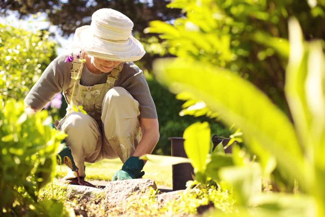 Senior woman with gardening tool working in her backyard garden.