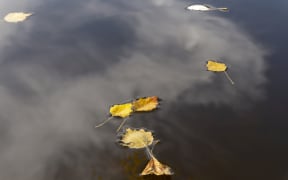 Colorful yellow autumn leaves floating on tranquil water with reflections of the sky, clouds and a tree in a concept of the changing seasons