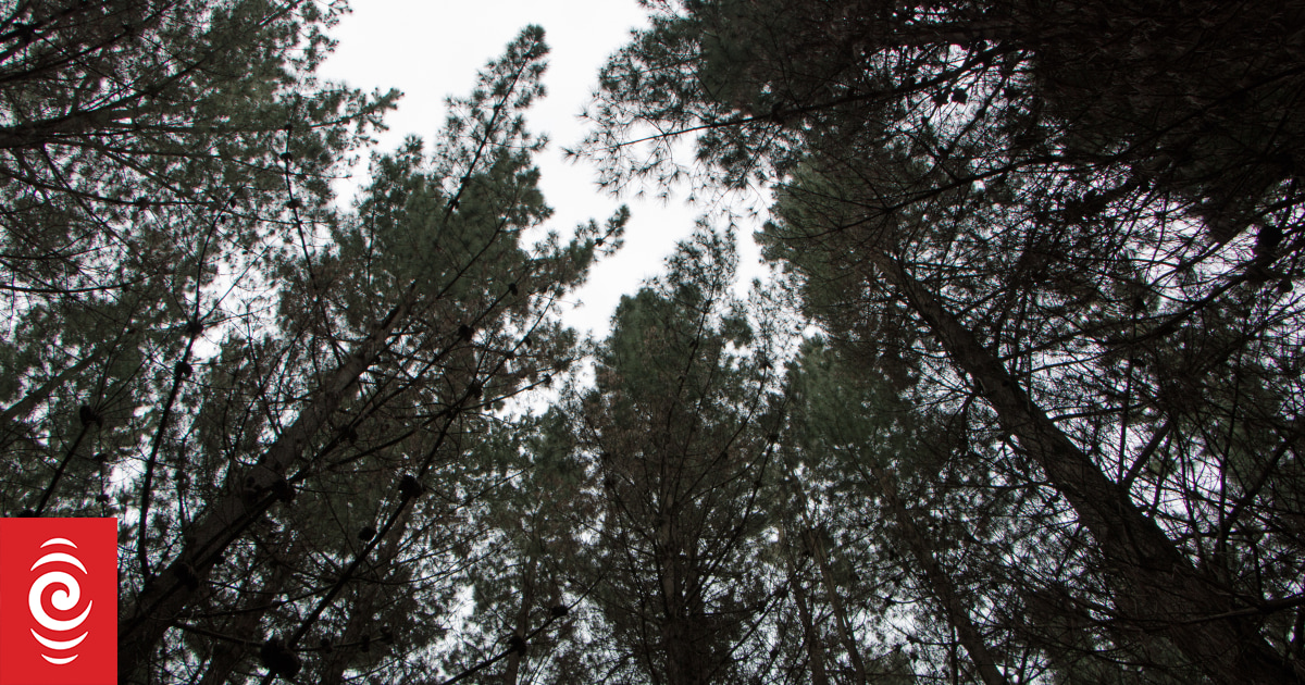Green Rush: Will pines really save the planet? | RNZ News
