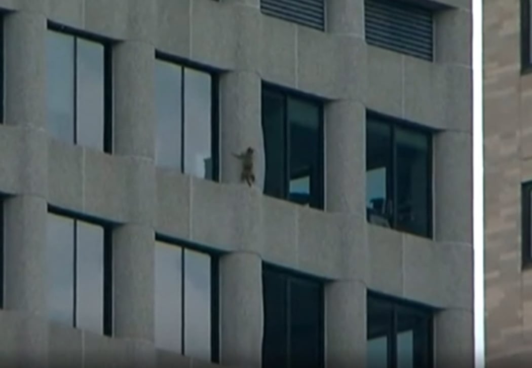 Daredevil raccoon's skyscraper climb | RNZ News