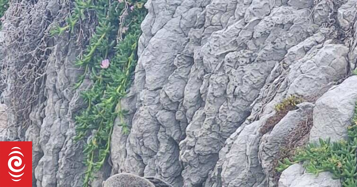 Nearly 1000 fur seals found dead in Kaikōura in five months - Vimarsana News