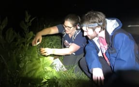Chrissie reaches into a bush with a jar while Simon watches. It's night-time and the pair are lit by torches as they kneel on long grass.