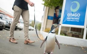 Photoshopped image of a penguin being walked on a leash