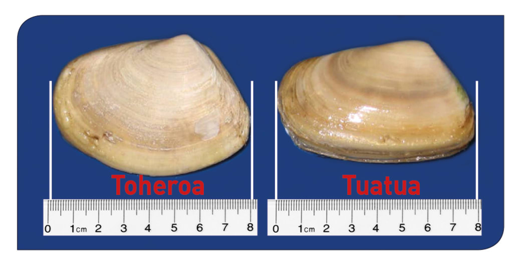 Toheroa and tuatua look similar, but gathering the wrong one can lead to a $500 fine.