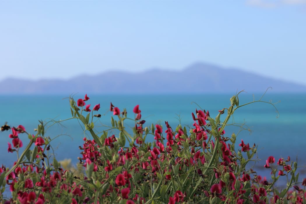 Kapiti Island