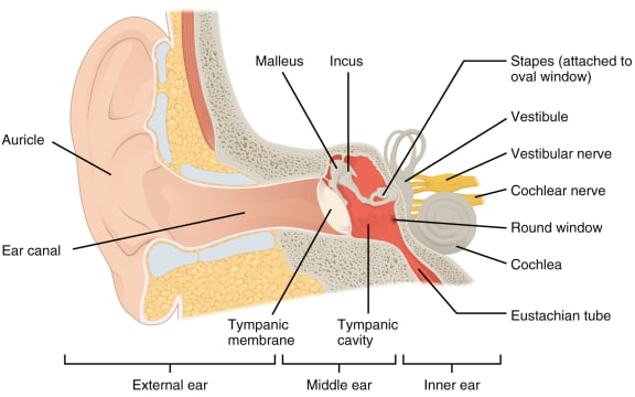 The structure of the ear