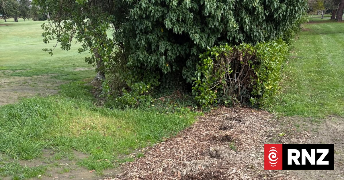 Thieves return three times for golf club's tree shrubs