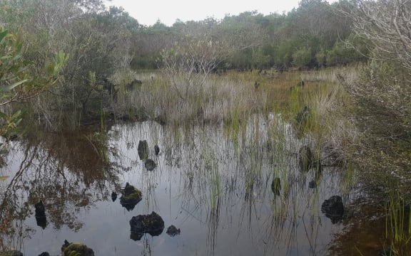 The Kaimaumau wetland that is part of the resource consent for Resin and Wax.