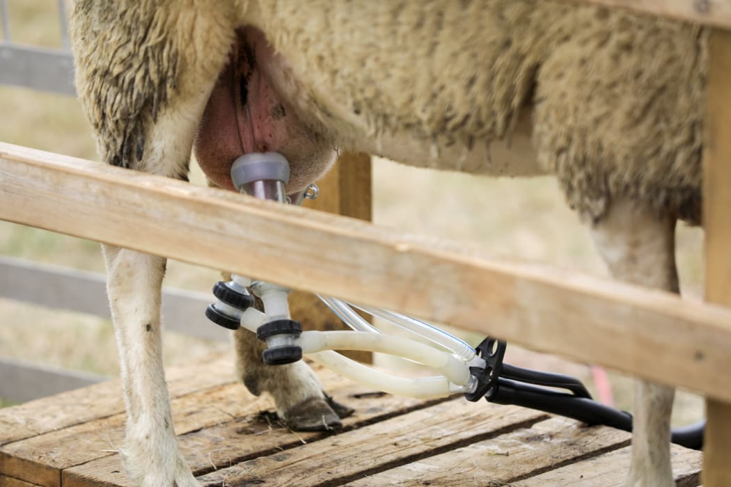 Matt and Tracey Jones from Sheep Milk New Zealand began commercial milking in 2019.
