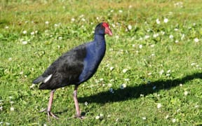 pukeko