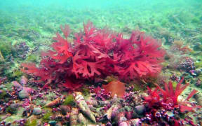 Bright red seaweed surrounded by cone shaped shellfish and algae on the seabed in the Marlborough Soud