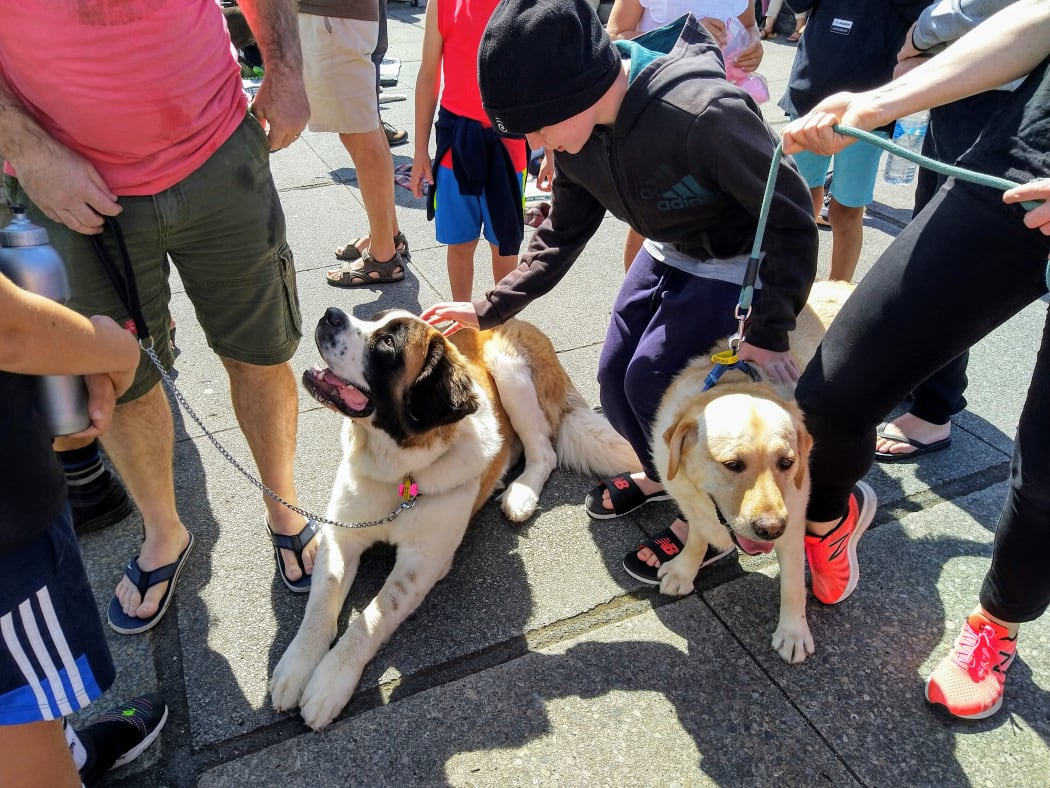 Jess the Labrador - Concert for Dogs, New Zealand Festival of the Arts 2020
