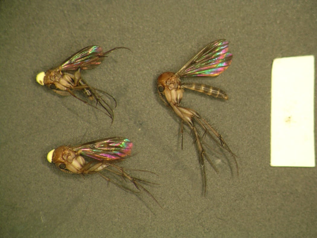 Fungus gnats with pollen backpacks
