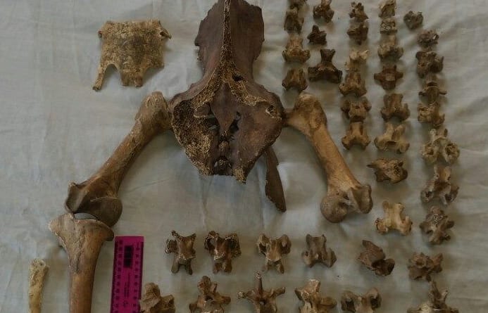 Moa bones that were listed for sale on TradeMe.