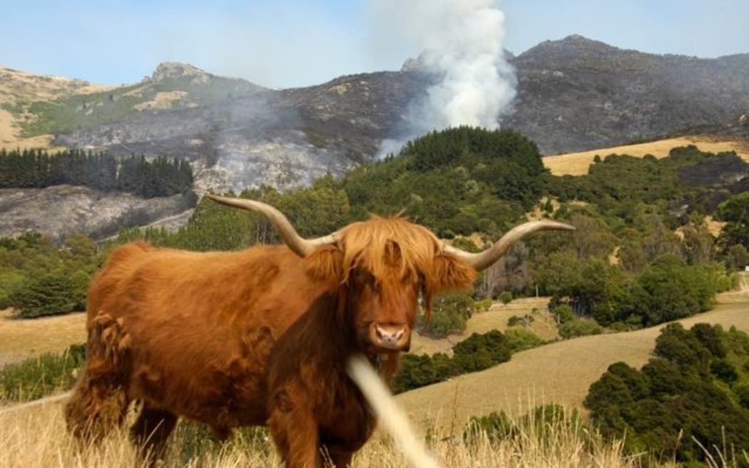 A bull near the Port Hills blaze.