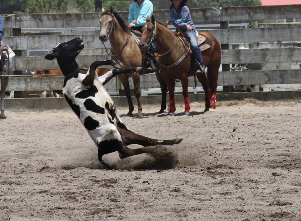 Calf-roping at the Huntly Rodeo 2013