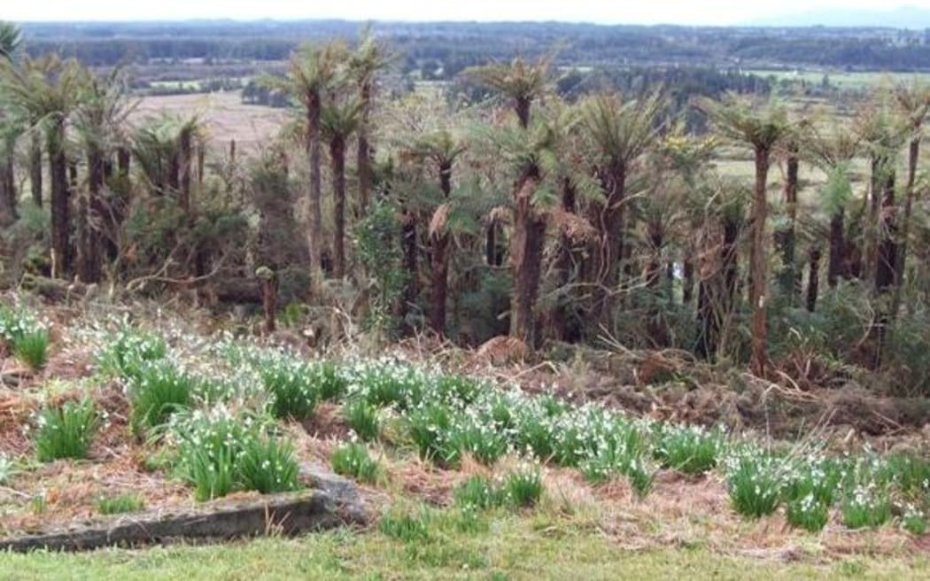 Some of the covered over gravestones at Ross Cemetery on the West Coast which are at the centre of a council dispute.