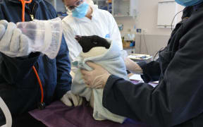 An Adélie penguin found on Petone Beach undergoes a full health check at Wellington Zoo.