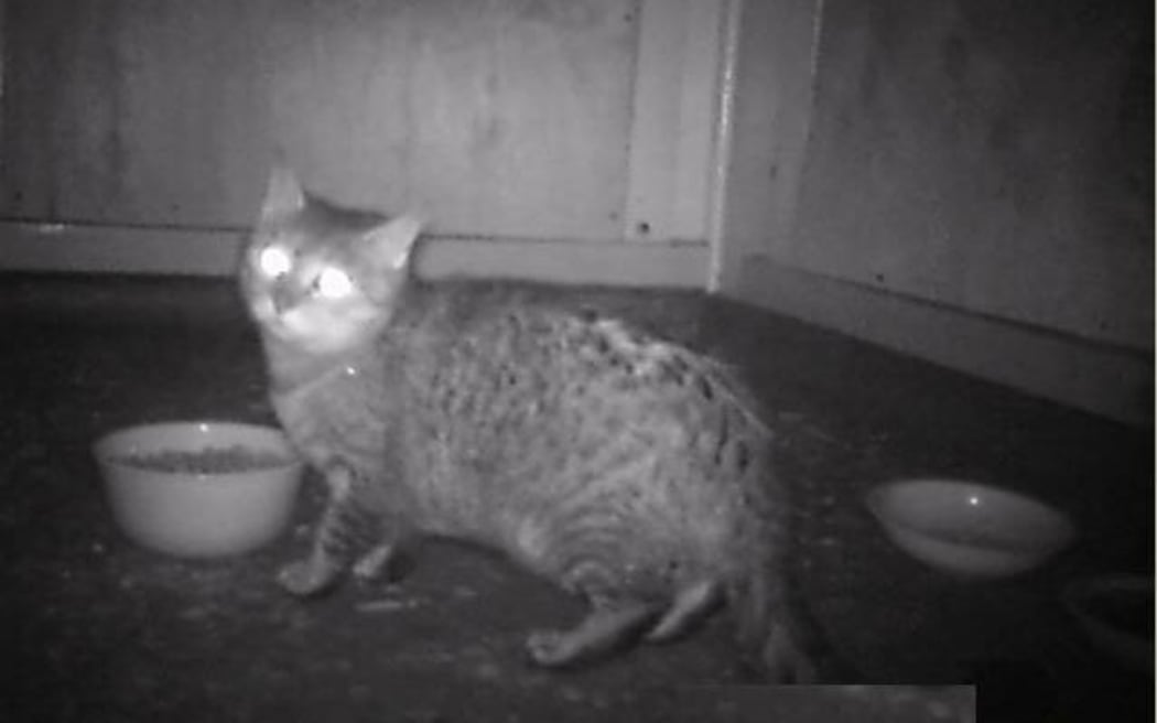One of the cats caught on camera.