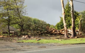 Storm damaged trees storm on East Road, Invercargill, are being felled and cut up, 29 October 2025.