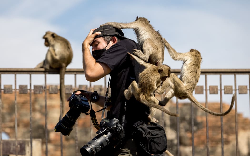 Macaque monkeys climb onto a news photographer at the Phra Prang Sam Yod temple during the annual Monkey Buffet Festival in Lopburi province, north of Bangkok on November 28, 2021. (Photo by Jack TAYLOR / AFP)