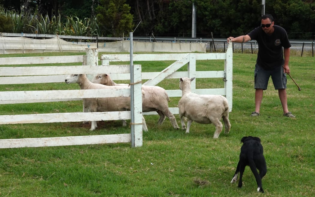 Kauri Warmington and King coax a trio of sheep into the pen during the dog trials.